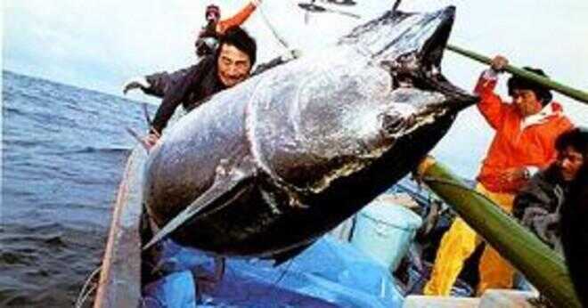 Hur mycket väger en fullvuxen tonfisk?