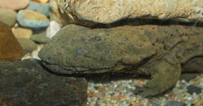 Varför är östra lera salamandern viktigt?