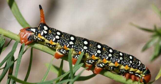 Vilken typ av caterpillar kommer att förvandlas till moth?