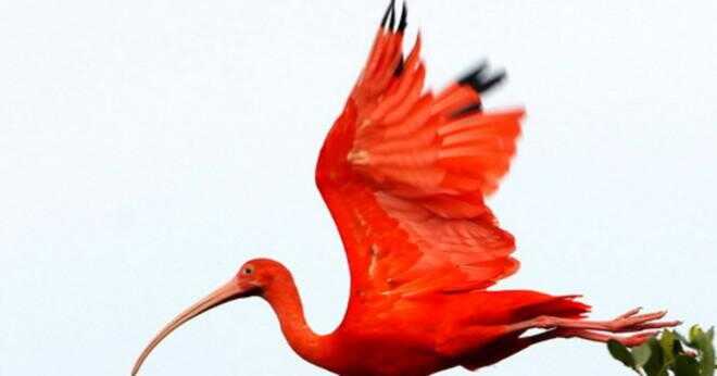 Vilka fåglar nämns i scarlet ibis?