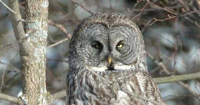 Hur rör sig en Great horned owl?