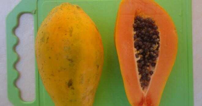 Hur lång växer en papaya växt?