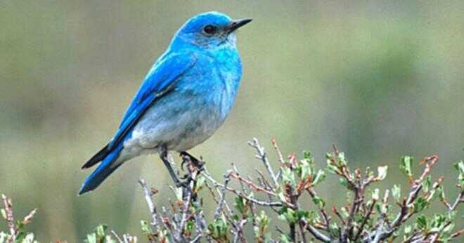 Bluebirds har anpassats för att använda vad man gjort struktur för sin häckning?