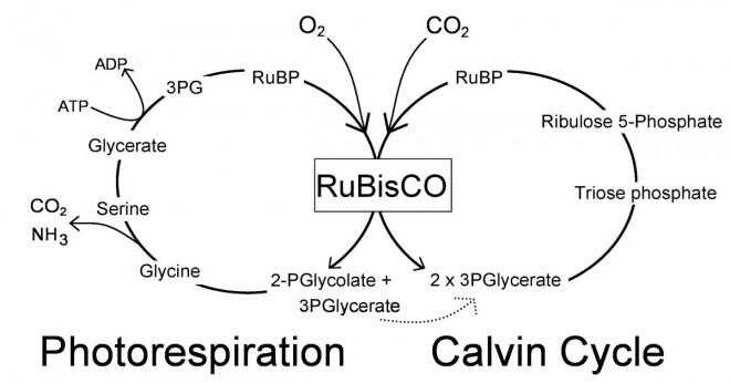 Vad är CO2 kombineras med i Calvin cykeln?