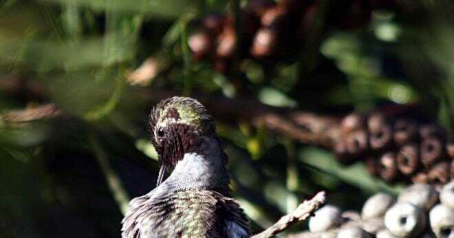 Vad är kvinnlig kolibrier och manliga kolibrier färg?