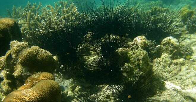 Vad är en sjöborrar roll i ekosystemet?