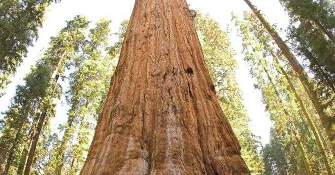Hur lång är världens högsta levande träd?