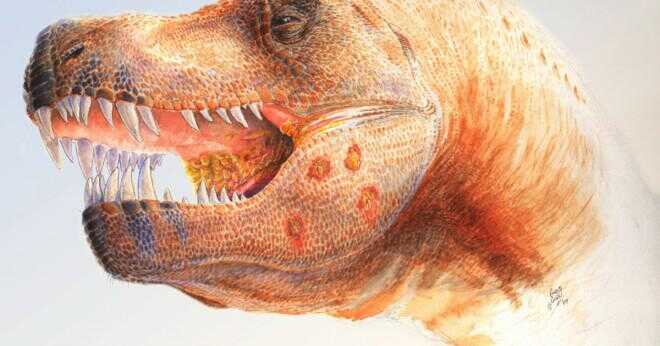 Varför äter inte T-Rex i köttätande dinosaurie jägare?