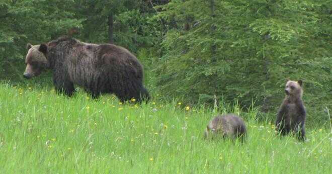 Är grizzly bear största björnen i världen?