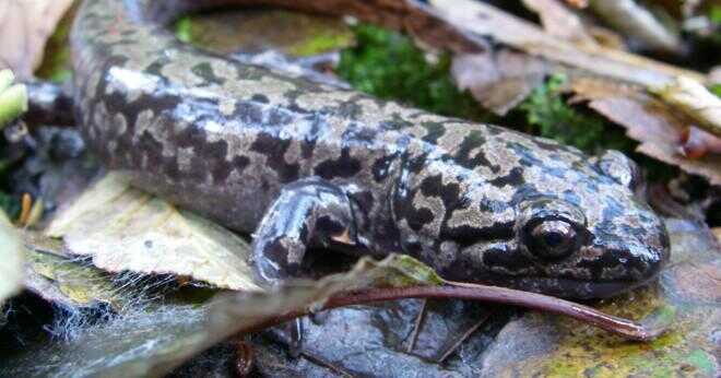 Vad äter sällskapsdjur salamandrar?