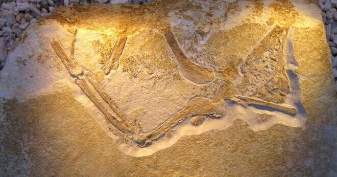 Vad dinosaurie fossila hittades på vega ö?