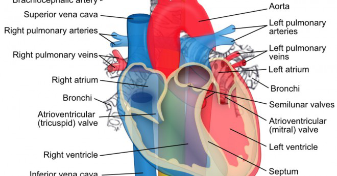 Vad bär blod till lungorna från hjärtat?