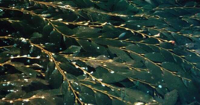 Är en havsanemon ett däggdjur reptil fågel amfibie?