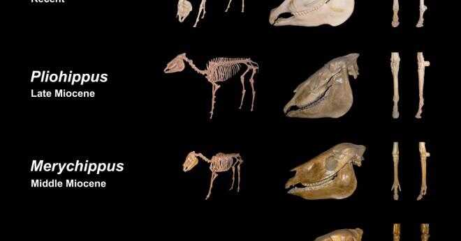 Vad är egenskaper hos släktet Equus?