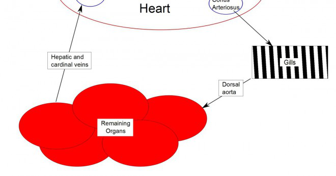 Hur upptäcktes hjärtsjukdom?