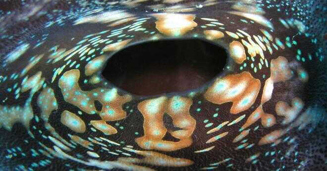 Är clam inre eller yttre befruktning?