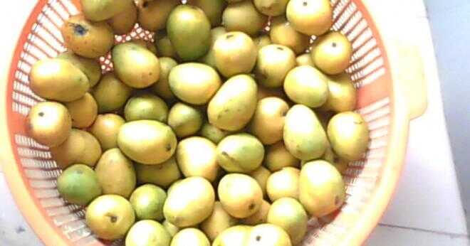 Är mango frön poisionous?