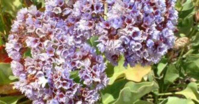 Vad är Lavendelsläktet vetenskapliga namn?