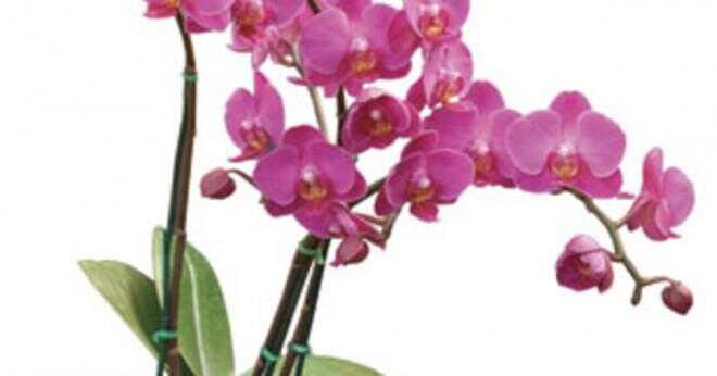 Vad gör Wedgewinkle och Palisade orkidé har gemensamt?
