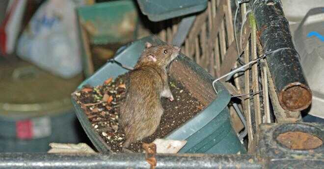 Äter trä råttor jordnötssmör?