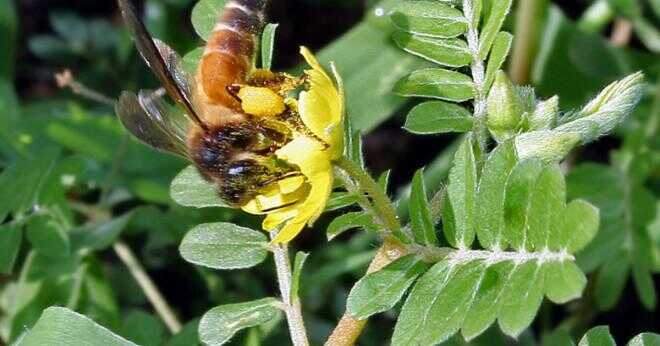 Hur mycket honung kan producera en bee koloni?