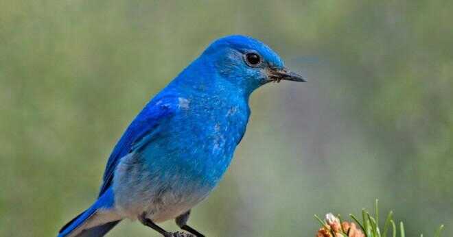 Vad är intervallet för ett berg bluebird?