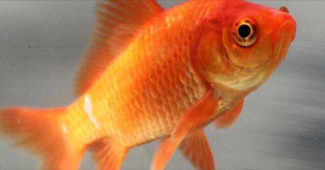 Hur vet du om gemensam goldfish är parning?