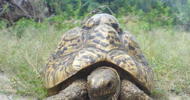 Hur stor är en 9 månader gammal Herman sköldpadda?