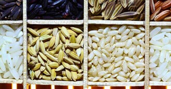 Gyllene ris som odlas för mänsklig konsumtion?