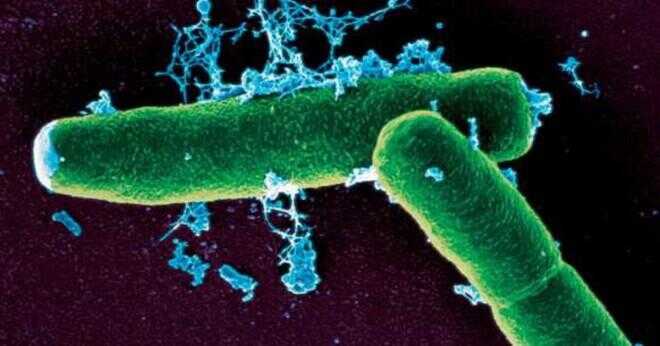 Vad är bakterier?