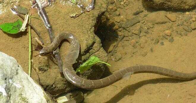 Vilken mening används en orm för att spåra sitt byte?