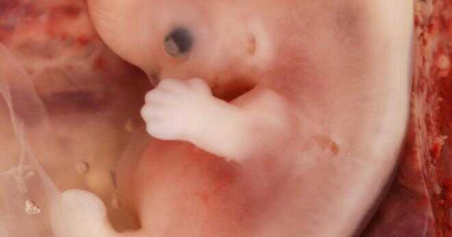 Vilka är stadierna av ett embryo?