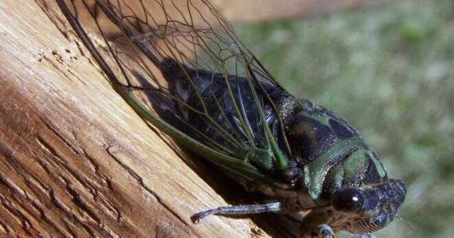 Hur stor får en locust tree?