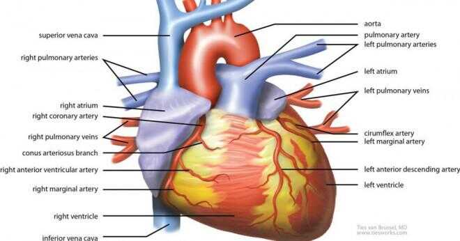 Vilka är de 4 väggarna i det mänskliga hjärtat?