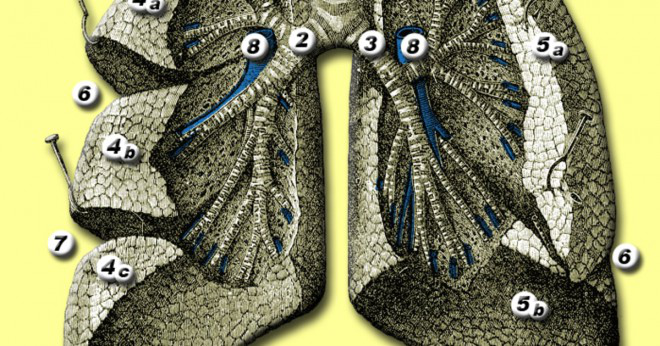 Vad är den genomsnittliga lungkapacitet för ett 10-11 år gammal?