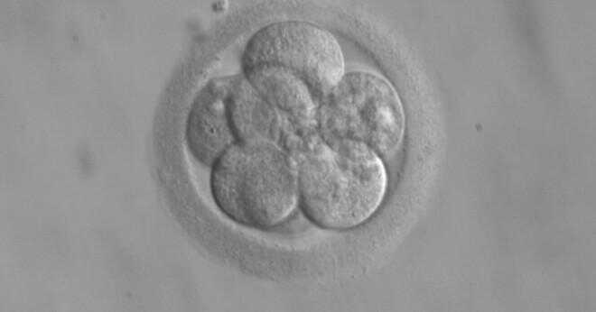 Bör det finnas några symptom 2 dagar efter överföring av embryon?