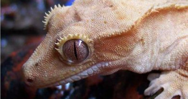 Sover geckos med sina ögon öppna?