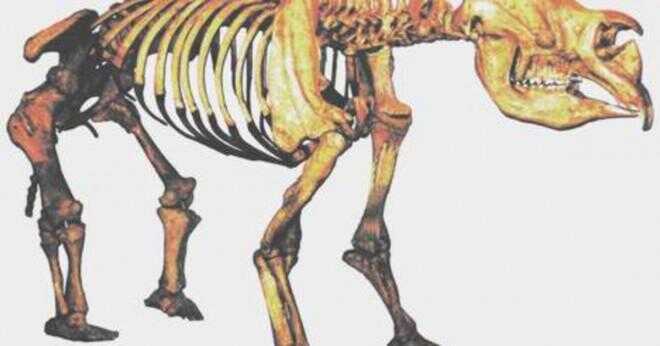Vilka fossila bevis finns att tasmanska tigern någonsin existerat?