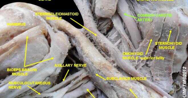 Vad är namnet på den största artären i kroppen?