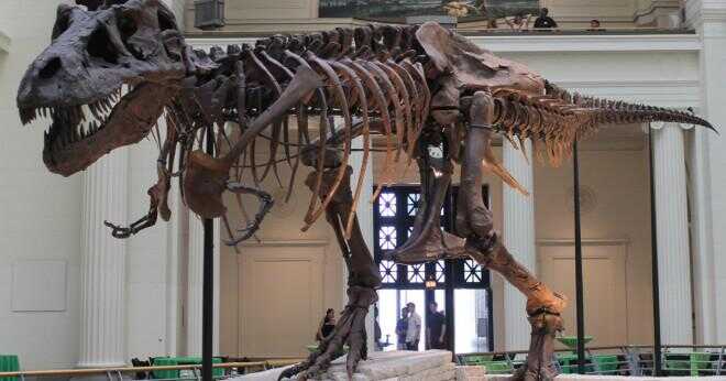 Kan t rex slå spinosaurus?