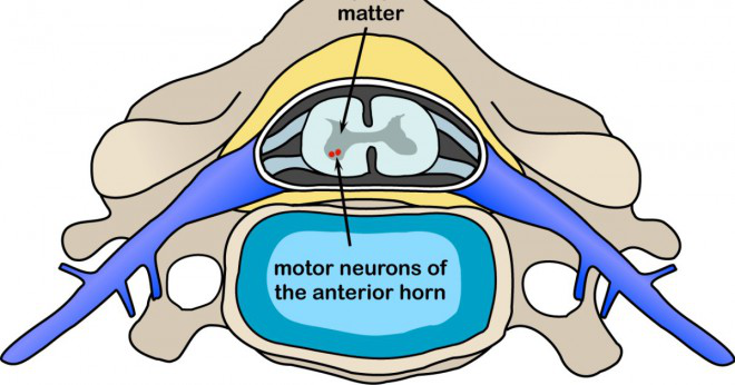 Vilka anatomiska kännetecken avgör en neuron?