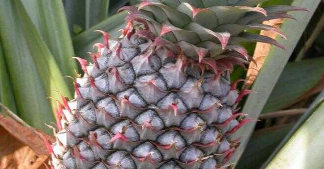 Hur många ananas gör en ananas växtprodukt under en säsong?