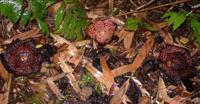Rafflesia blomman luktar ruttet kött och ser ut som dåliga kött varför är detta?