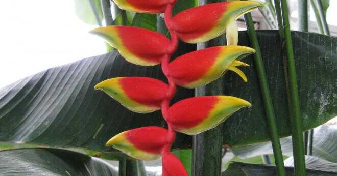 Vilka växter eller blommor gillar kolibrier?