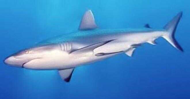 Hur andas stor vit hajar?