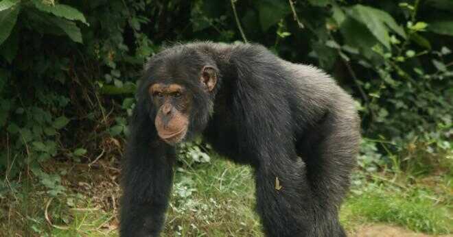 Vilken typ av hem bor schimpanser i?