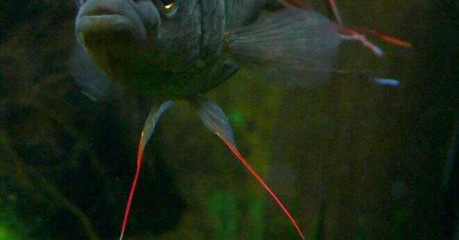 Vad är den mest aggressiva fisken för akvarium?