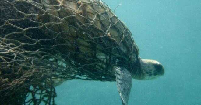 Hur rör sig en havssköldpaddas havet?