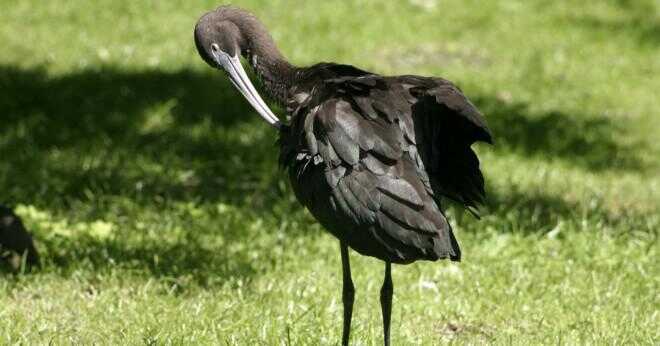 Hur drar du en scarlet ibis?