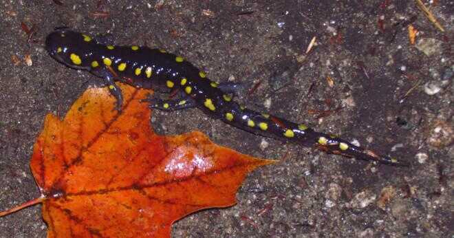 Är svart salamandrar med gula fläckar giftiga?